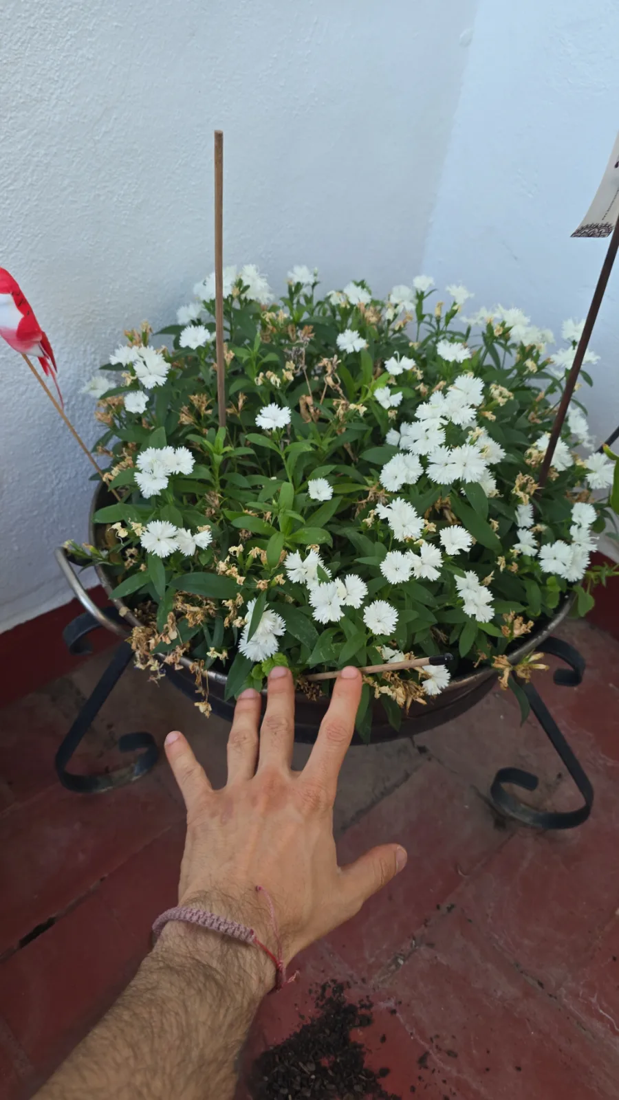 Planta