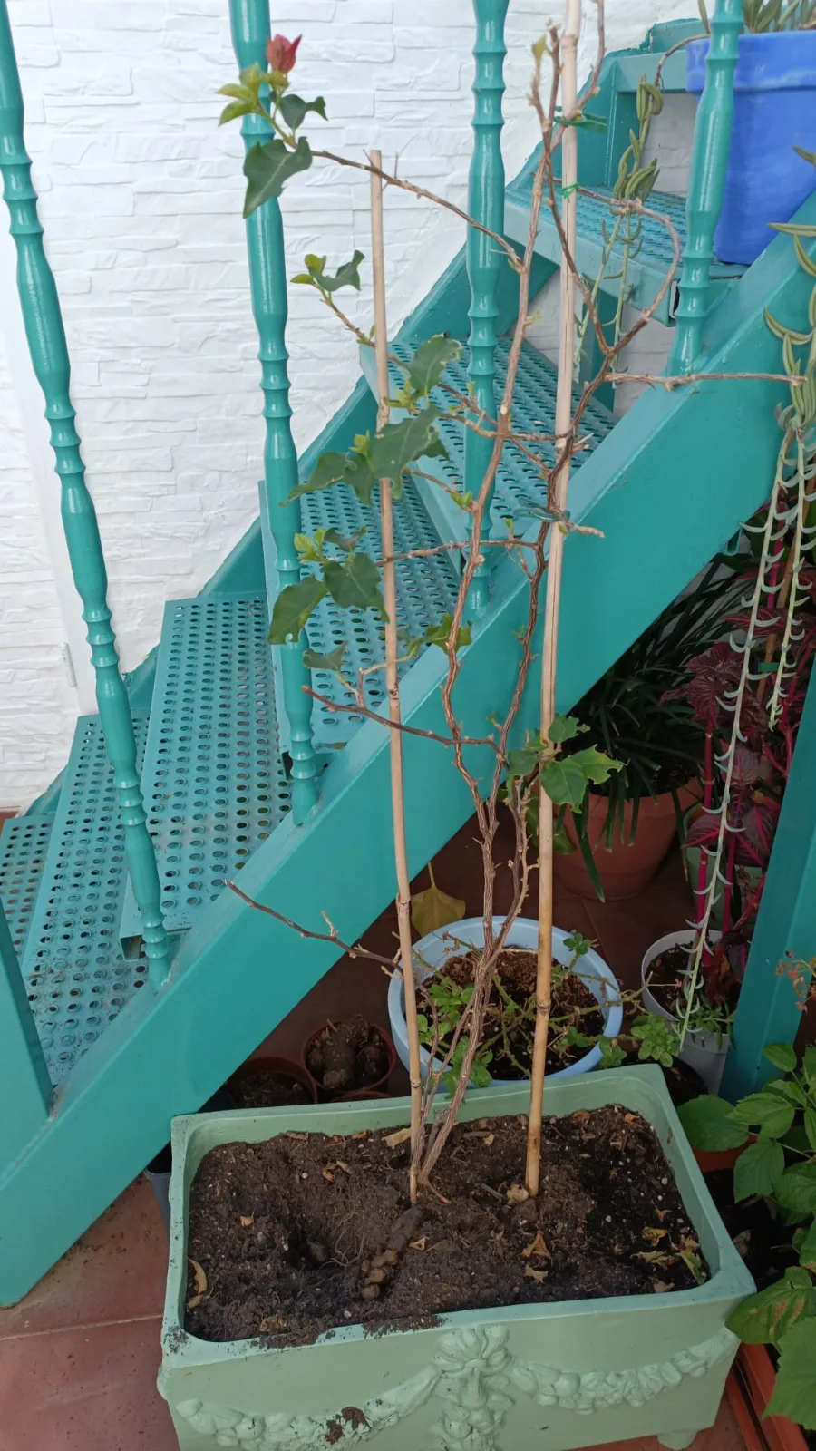 Planta prueba